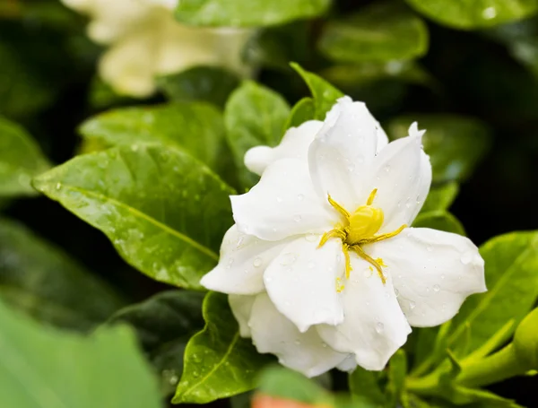 Gardenia (Gardenia jasmijn) Rechtenvrije Stockafbeeldingen