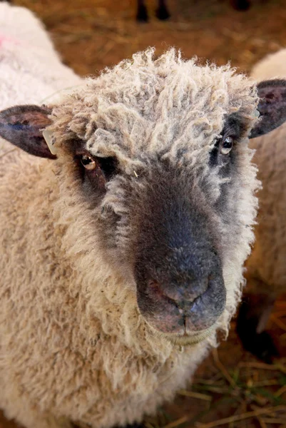 Una oveja — Foto de Stock
