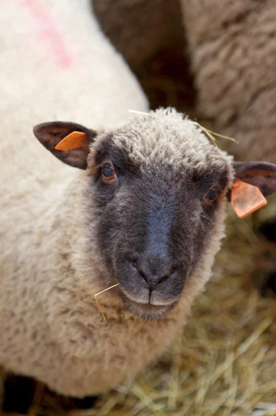Uma ovelha — Fotografia de Stock