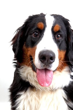 Bernese dağ köpeği