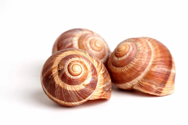 stock image A snails