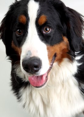 Bernese dağ köpeği