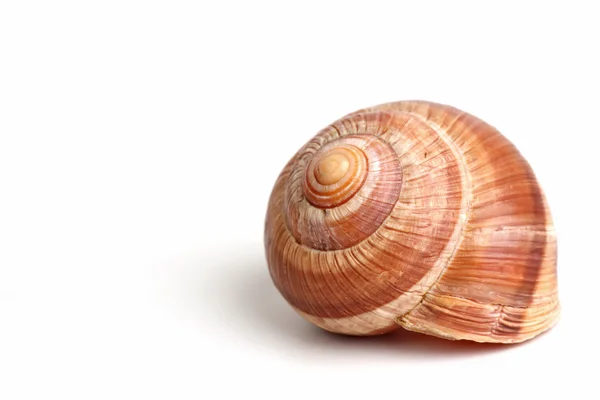 stock image Snails on the white