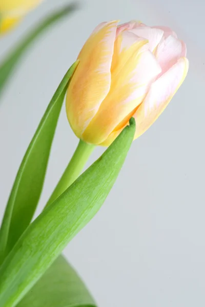 Tulipan w słoneczny dzień — Zdjęcie stockowe