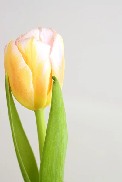 Tulipan w słoneczny dzień — Zdjęcie stockowe