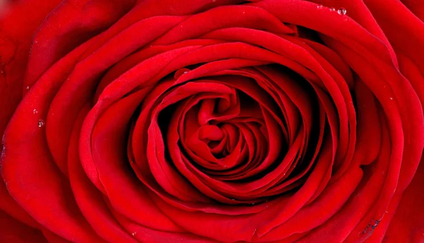 stock image A red rose