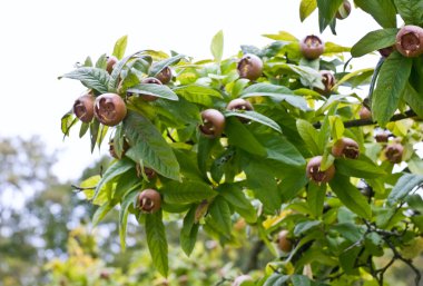 Common medlar tree clipart