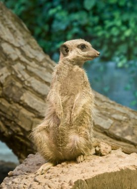 çöl faresi (suricata suricatta)