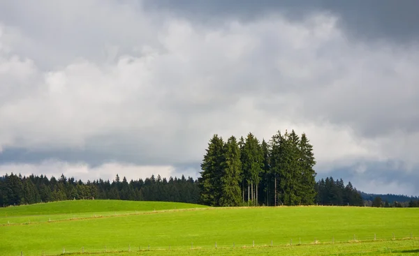 Зеленое поле и группа елок — стоковое фото