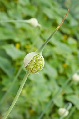 Garlic chive in stage of flower clipart