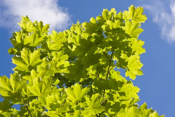 绿色枫叶树对蓝蓝的天空 — 图库照片
