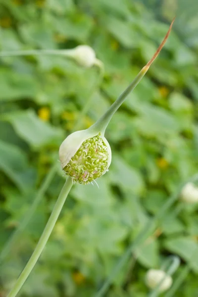 Česnek pažitka ve fázi květu — Stock fotografie
