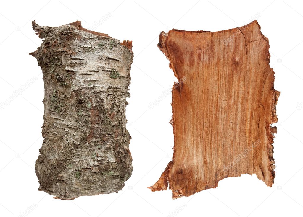 Birch tree bark texture. Isolated on white