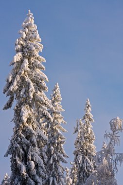 vuren bomen vallende sneeuw