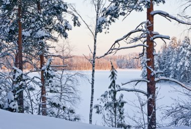 Winter forest and lake at the sunset clipart