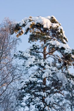 Pine Tree Covered by Snow