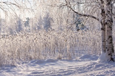 Winter lake with frozen reed clipart