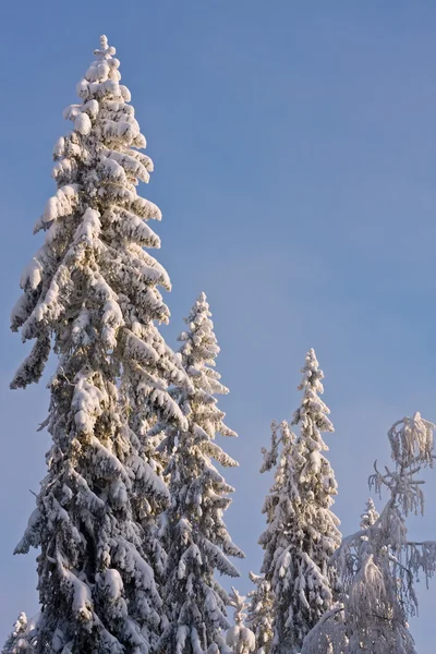 Spruce Trees Covered by Snow — Stock Photo, Image
