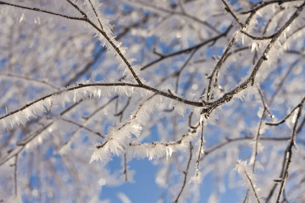 Frozen birch tree branch — Stock Photo, Image