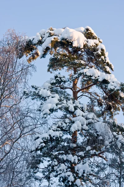 Kiefer vom Schnee bedeckt — Stockfoto