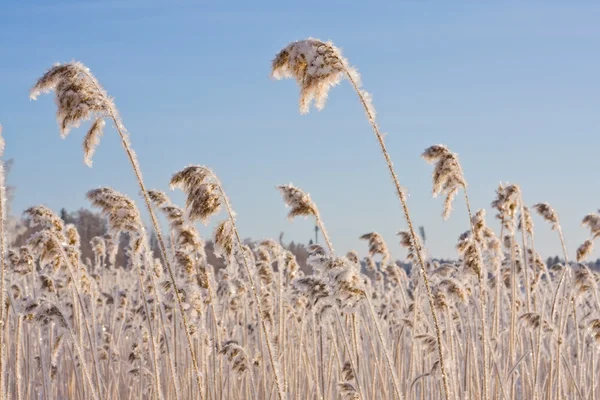 Frozen reed against blue sky — Stockfoto