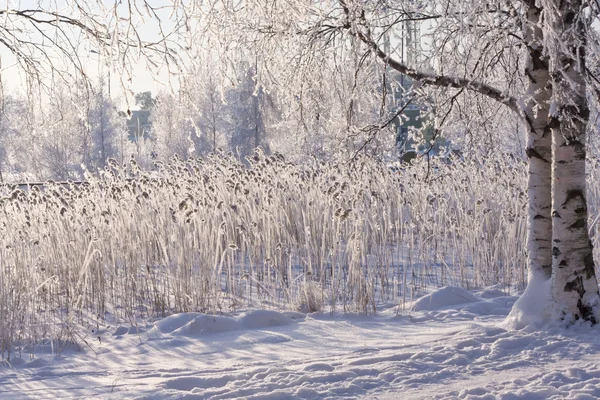 Stock image Winter lake with frozen reed