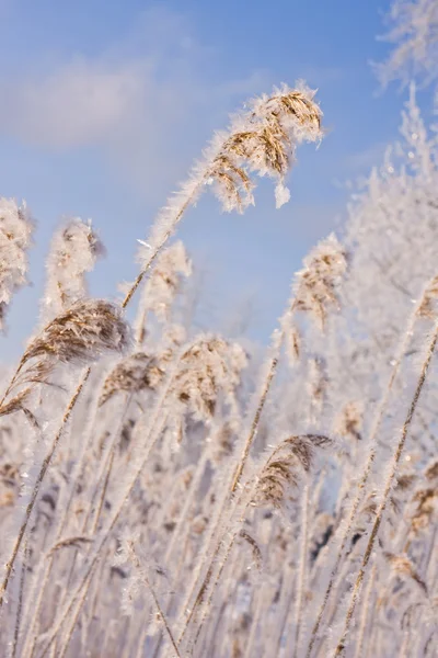 冷冻的芦苇对蓝蓝的天空 — 图库照片