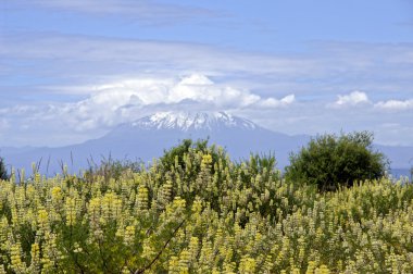 Llanquihue - Osorno