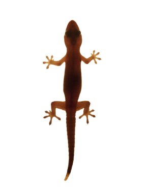 Gecko beyaz