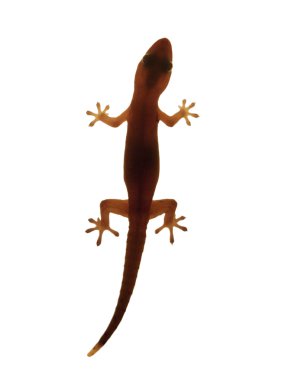Gecko beyaz