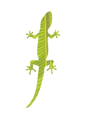 Gecko beyaz