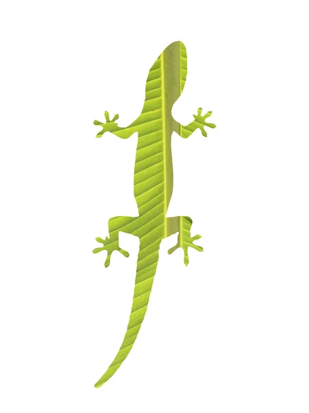 Gecko na biały — Zdjęcie stockowe