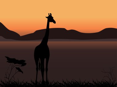 Giraffe on a background of sunset clipart