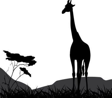 Giraffe on a background of nature isolated on the white clipart