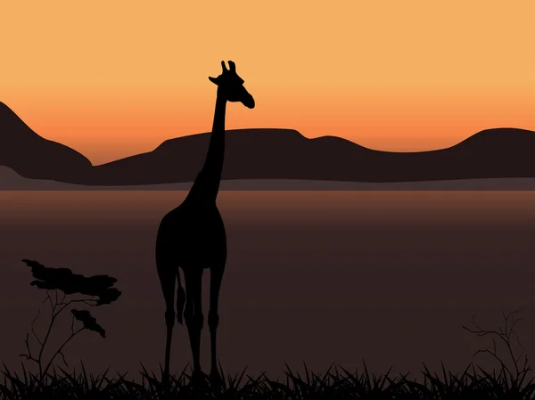 Girafe sur fond de coucher de soleil — Image vectorielle