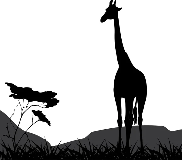 Giraffe auf einem Hintergrund der Natur isoliert auf dem weißen — Stockvektor