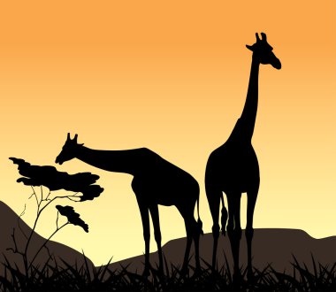 Two giraffes on a background of sunset clipart