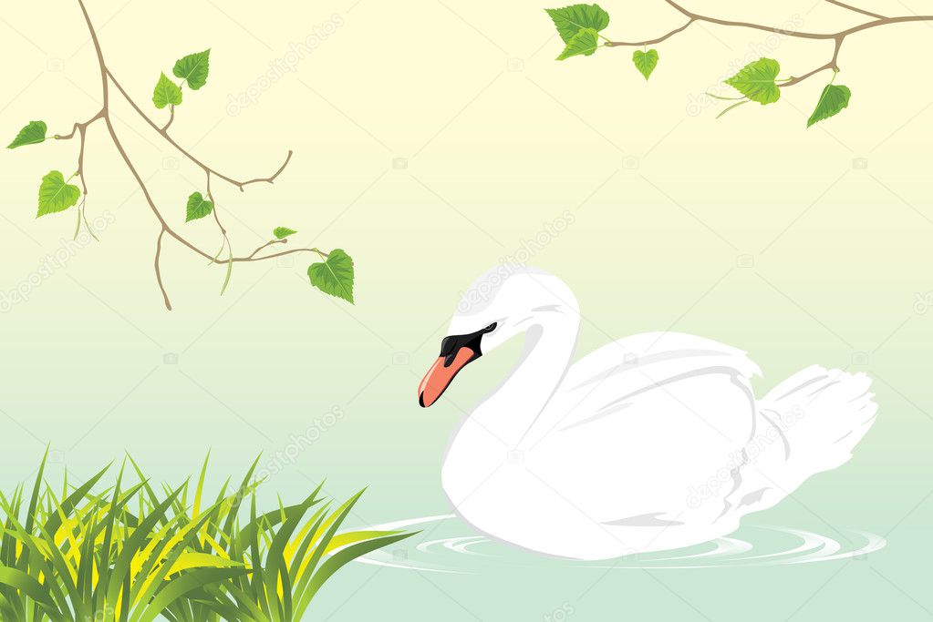 Lonely white swan swimming in a pond