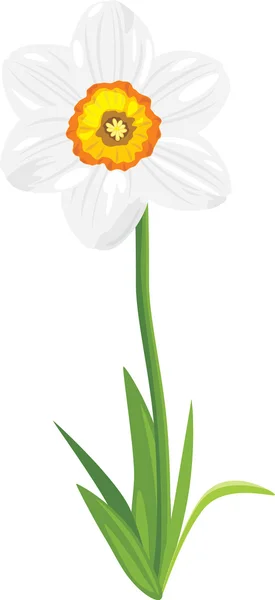 Narcisse isolé sur le blanc — Image vectorielle