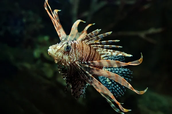 zebra lion fish in black aquarium background Stock Photo