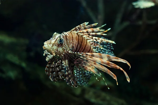 Zehirli balık — Stok fotoğraf