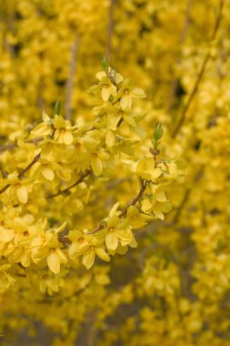 Forsythia blossom clipart