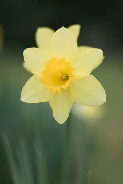 Narciso Daffodil — Fotografia de Stock