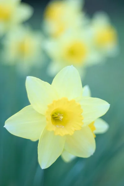 stock image Narcissus Daffodil