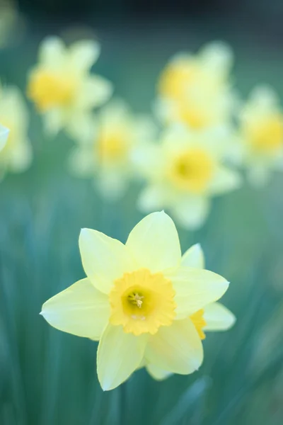 Нарцис блідо-жовтий колір — стокове фото