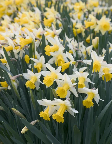 stock image Narcissus Daffodil