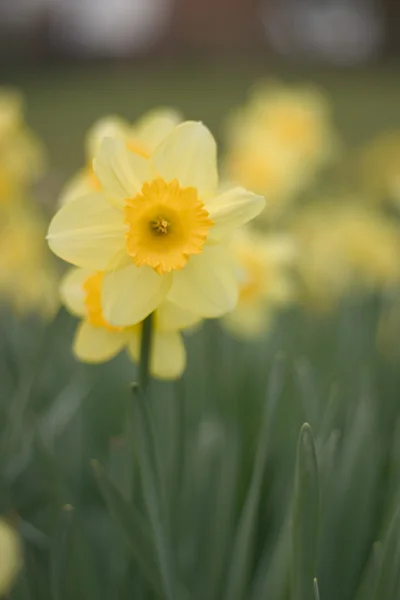 Narcissus Daffodil — Stockfoto