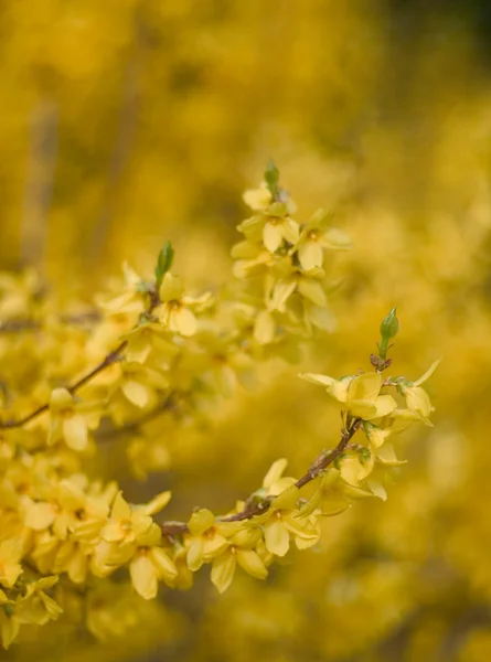 stock image Forsythia blossom