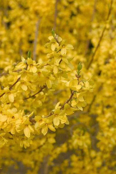 Forsythia blossom — Stock Photo, Image