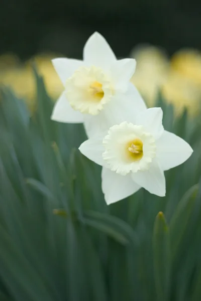 Narcissus Daffodil — Stockfoto